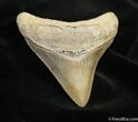 Beautifully Serrated / Inch Megalodon Tooth #1531-1